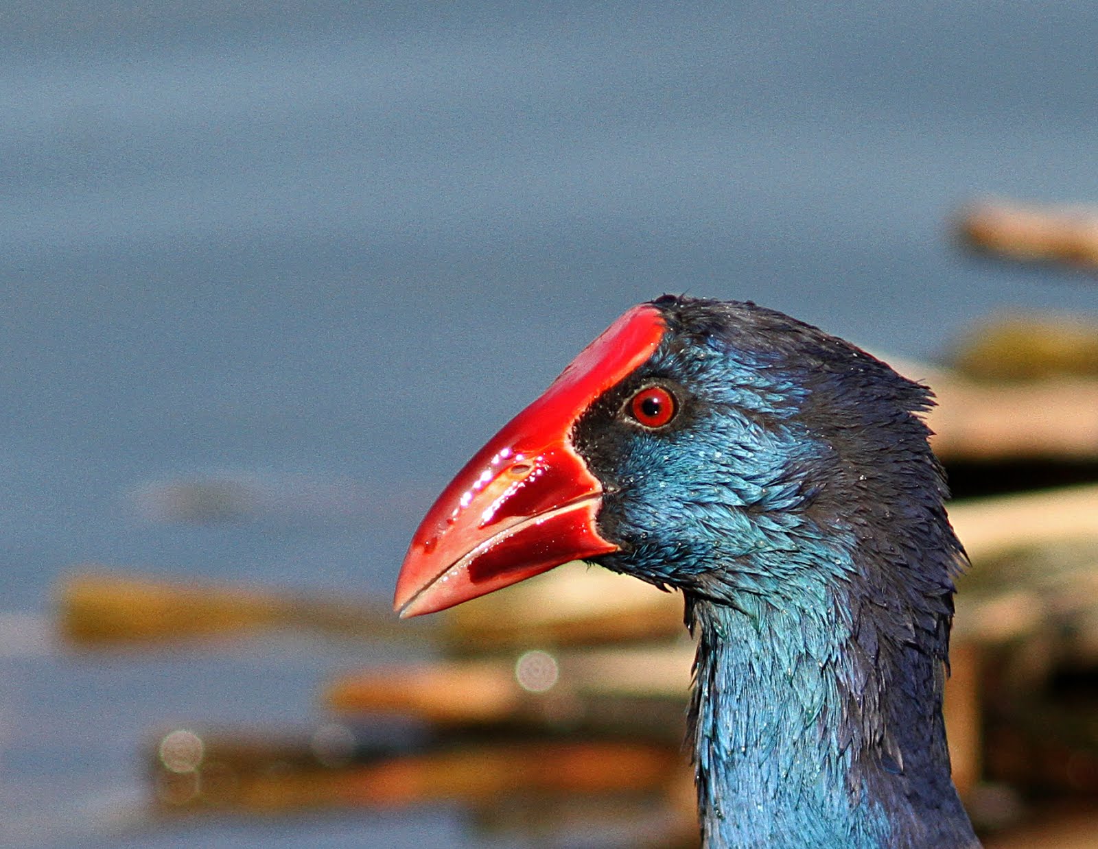 Western Swamphen