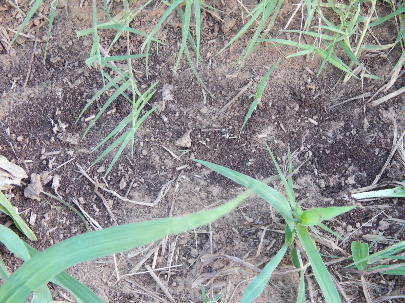 Thoughts from Frank and Fern Fire Ants & Coffee Grounds