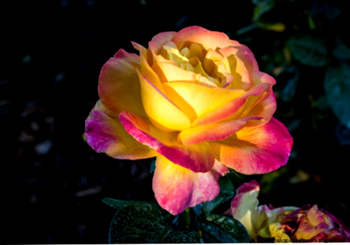 Multi Colored Rose Flower Pictures Multi Colored Rose Flower Pictures