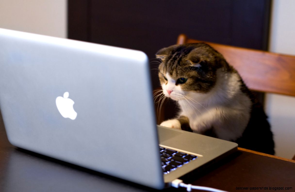 Computer Cat 70 Incredibly Useful Websites You Wish You Knew Earlier Computer Cat 70 Incredibly Useful Websites You Wish You Knew Earlier