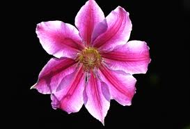 Mirabiland Bijoux Le Blog Le Langage Et La Signication Des Fleurs