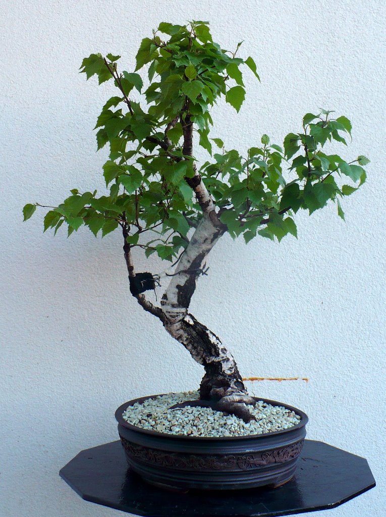 Maros Bonsai Blog Birch No.1 in leaf