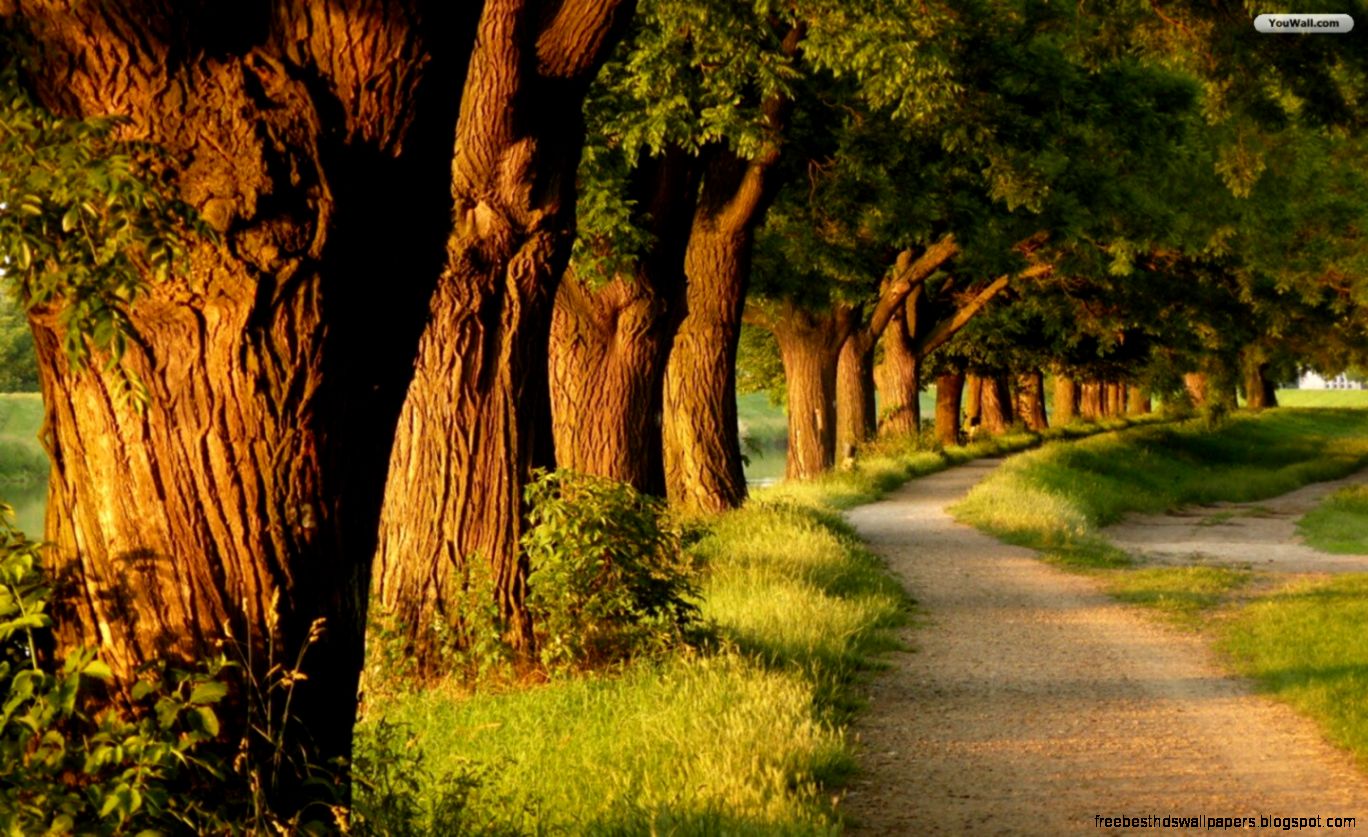 YouWall Big Trees Path Wallpaper wallpaperwallpapersfree YouWall Big Trees Path Wallpaper wallpaperwallpapersfree