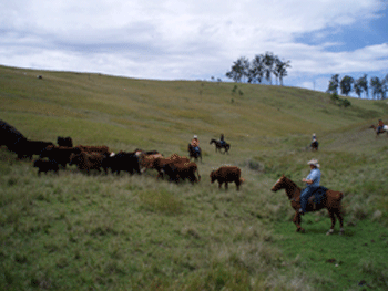 cattle muster