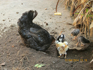 Country chicken with chicks.