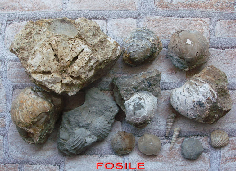 fosile