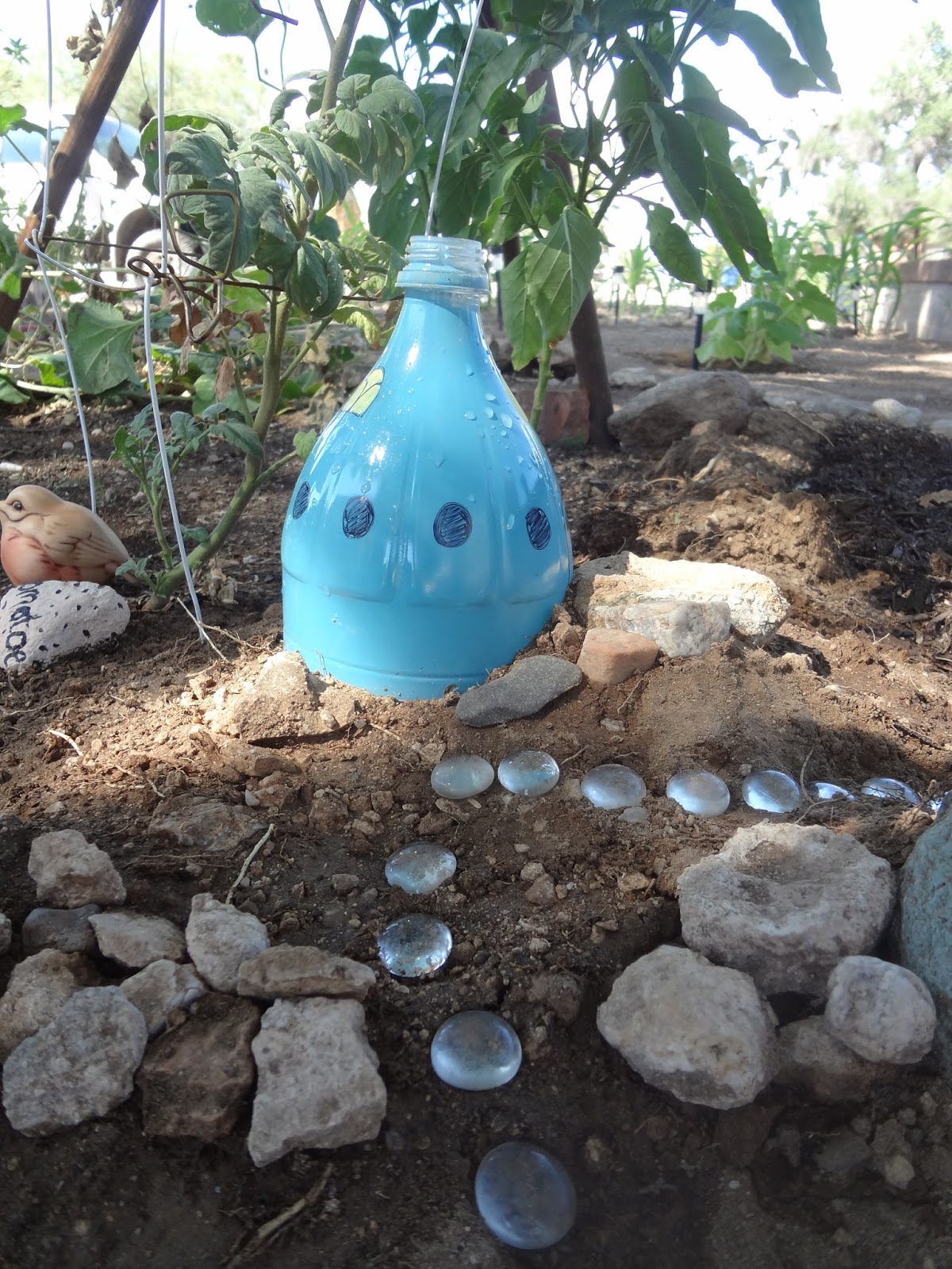 Green beans on the road Soda Bottle Fairy House for watering your garden.