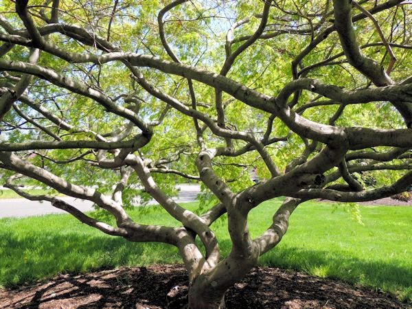 Seattle Garden Ideas Changing My Mind About Spirea