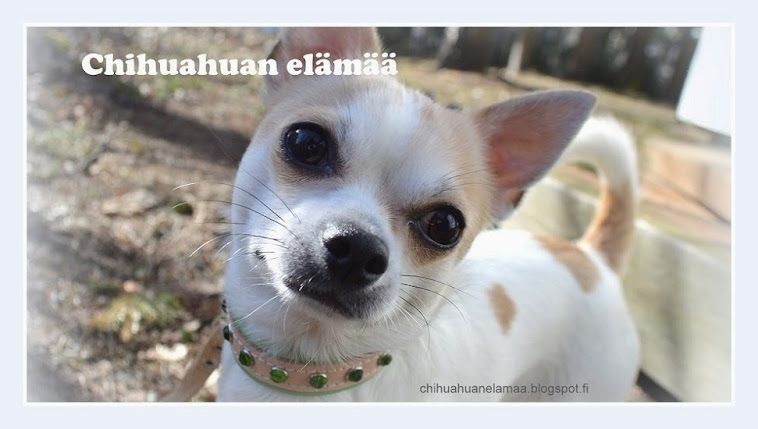 Chihuahuan elämää
