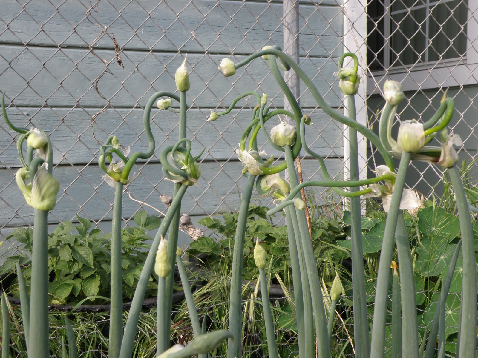 A Thinking Stomach Anthropomorphic Onions