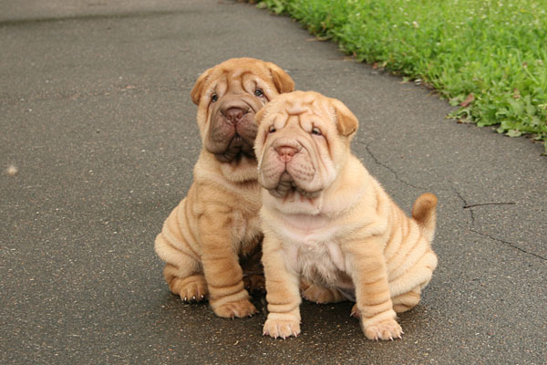 Hunde und Sharpay