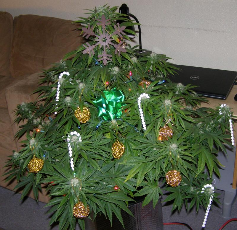 Garden Views สวนพิเศษ ดูแลพืชต้องห้าม (กัญชา) อย่างไรภายใต้ระบบโรงเรือน