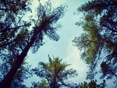 Pine Trees of my dreams