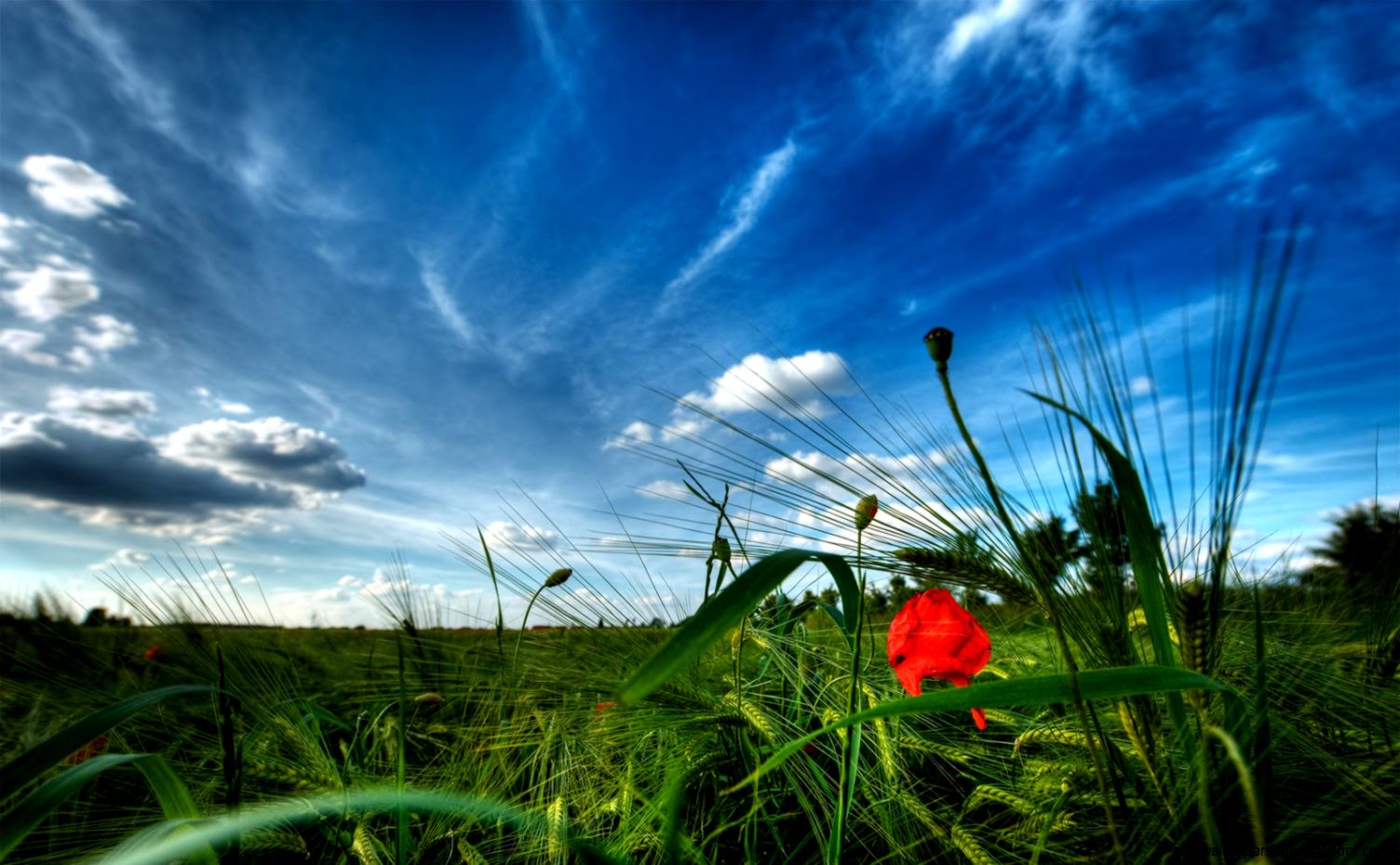 25 Gorgeous Nature Wallpapers MagMent Blog 25 Gorgeous Nature Wallpapers MagMent Blog