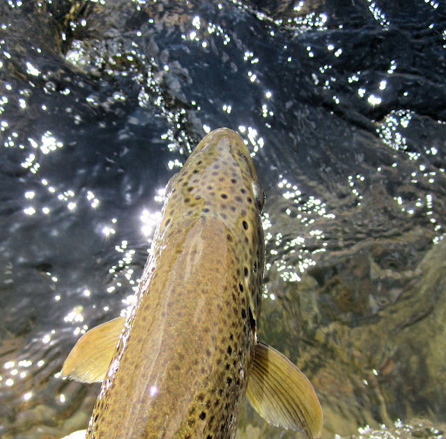 Roaring+Fork+Brown+Trout+with+Jay+Scott+Outdoors.jpg