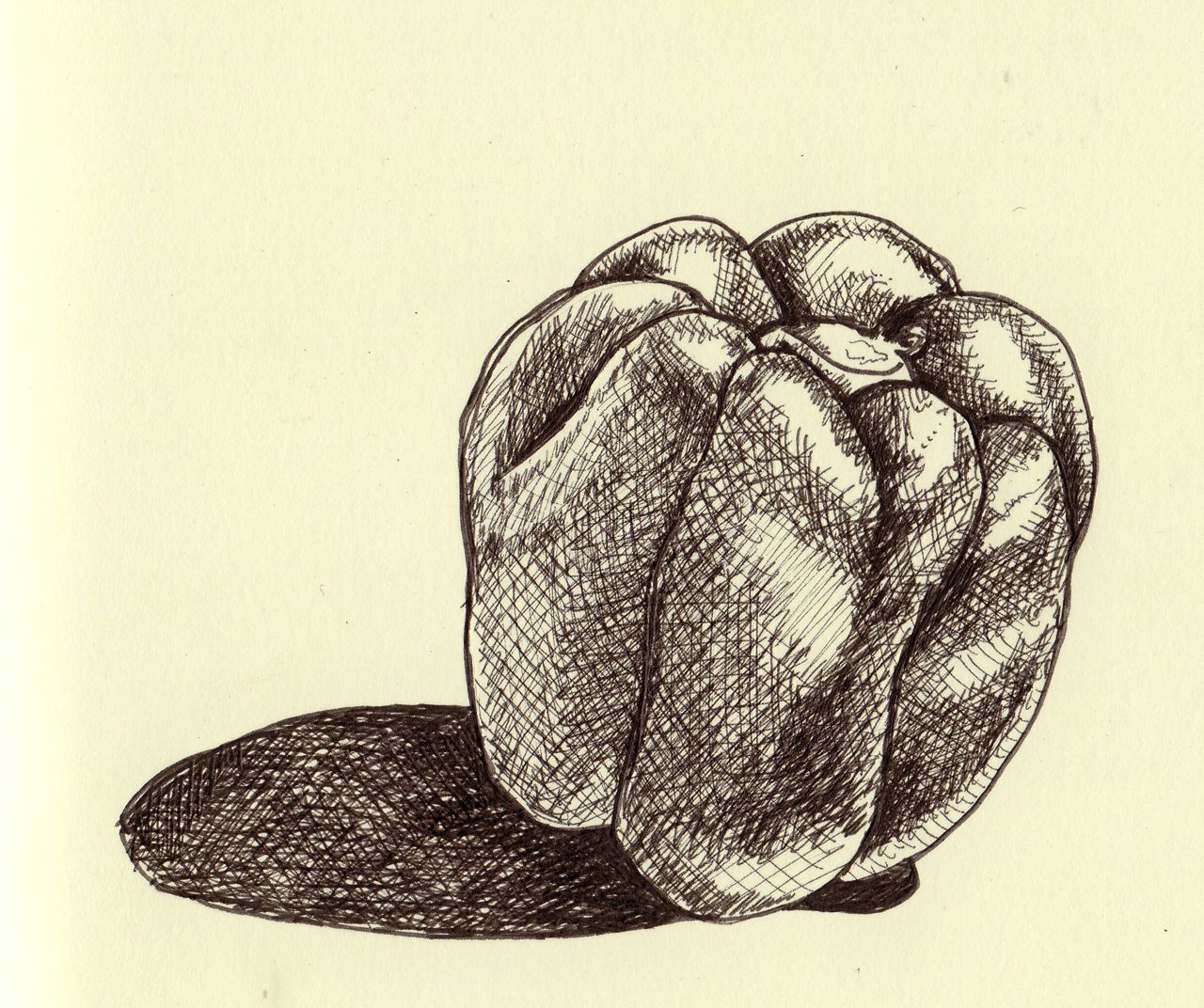 Drawing on Nature Day 6 Sole pepper