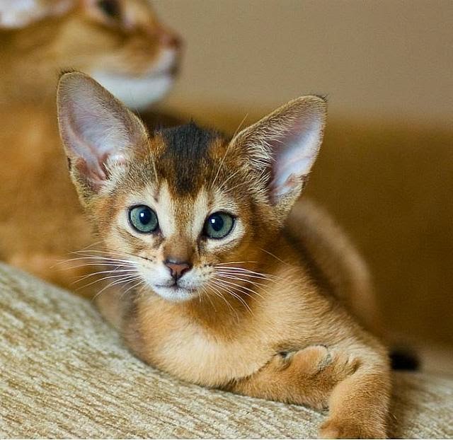 breeds for families dogs and cats top 5 cat breeds for families breeds for families dogs and cats top 5 cat breeds for families
