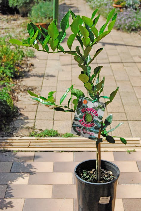 thai lime tree
