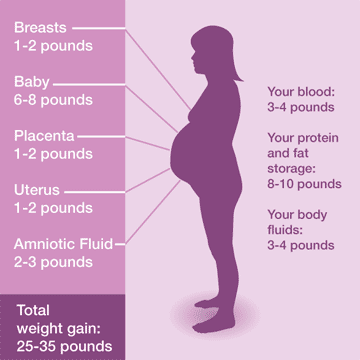 weight loss weight gain 16 weeks expecting family pregnancy weight gain chart by weeks