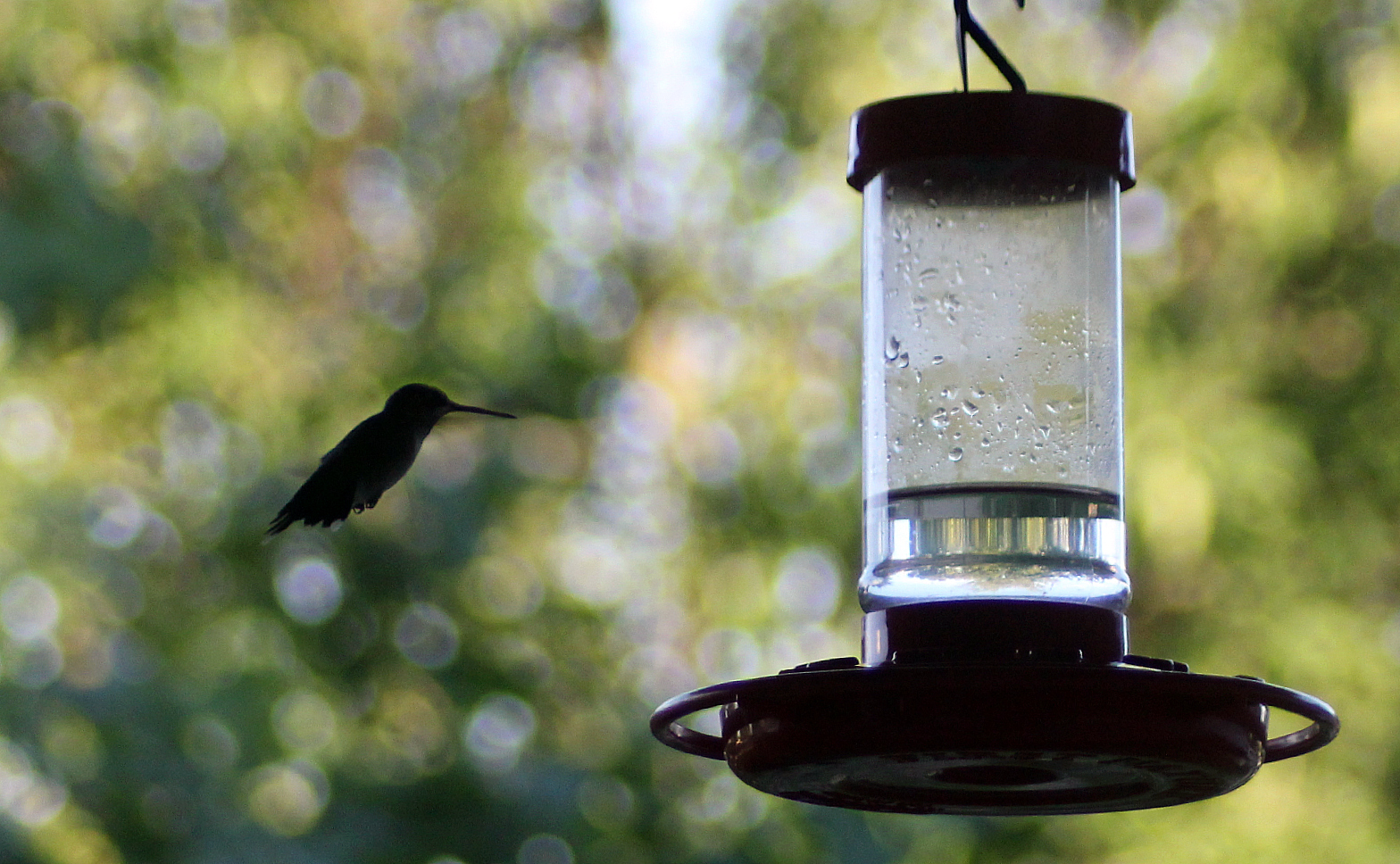 amazing hummingbirds sugar water recipe for feeders amazing hummingbirds sugar water recipe for feeders