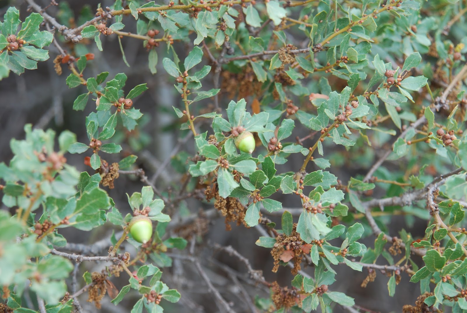 A California Native Plant Garden in San Diego County Chaparral and