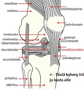 Polven sisäsyrjän kipu