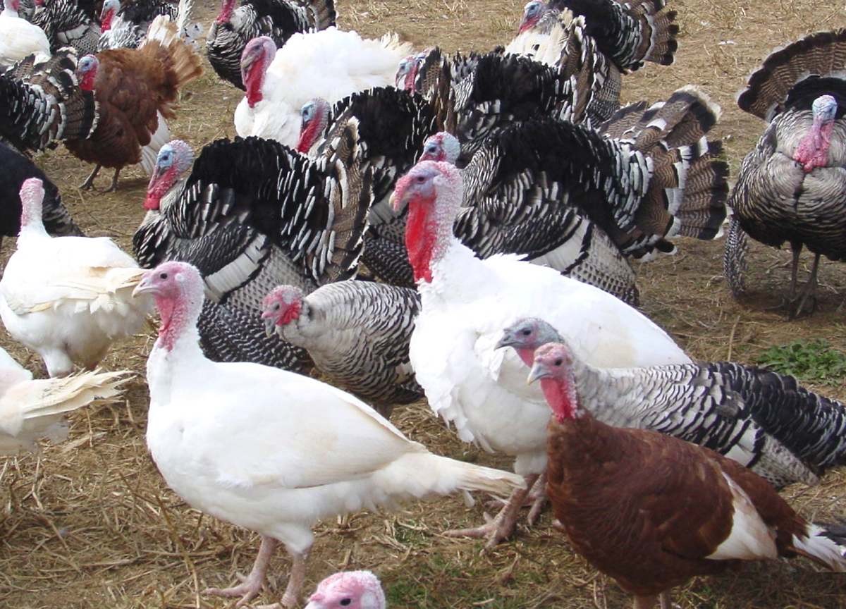 Turkey Farming in India ROYSFARM