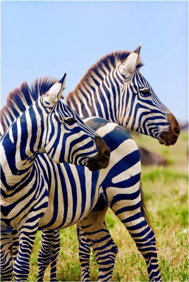 Zebras