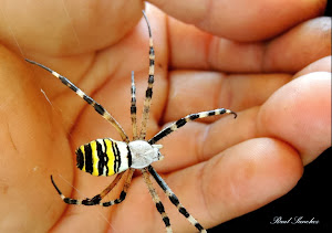 Araña tigre