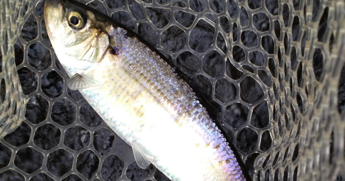 One Hook Up Fly Fishing Blue Back Herring on the Spawn