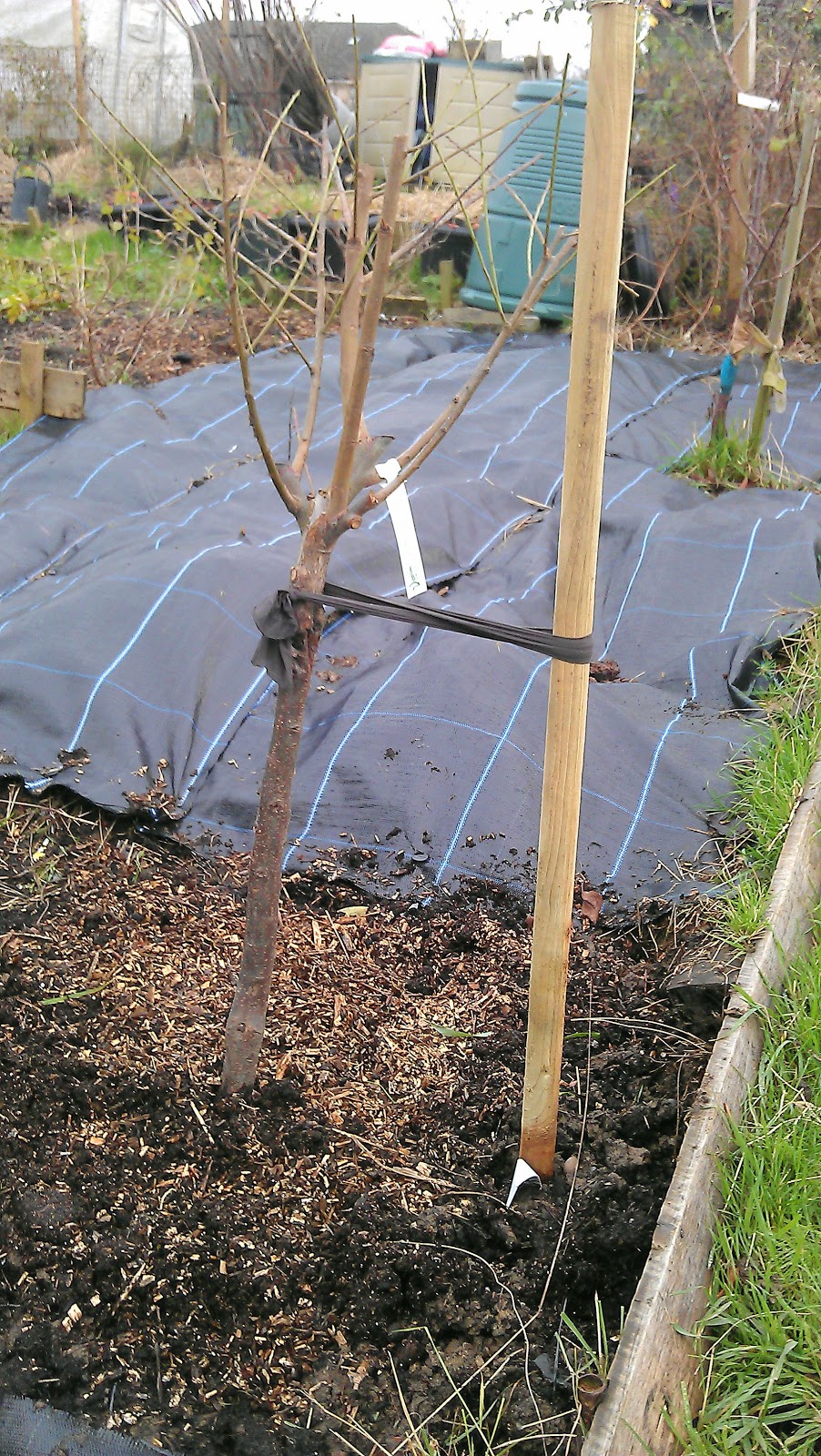 Gourmet Gardening Planting fruit trees