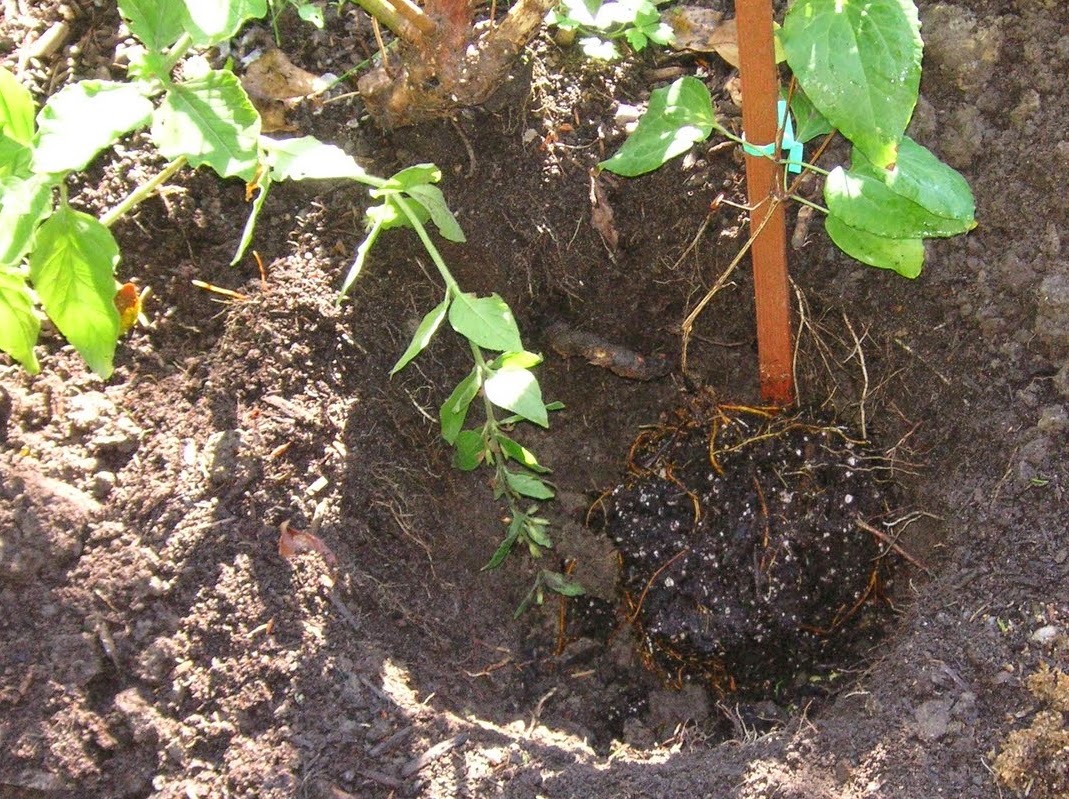 HOW TO TREAT FOR CLEMATIS WILT? The Garden of Eaden