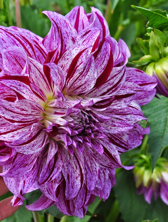 Three Dogs in a Garden Part 2 The Dinner Plates Dahlias
