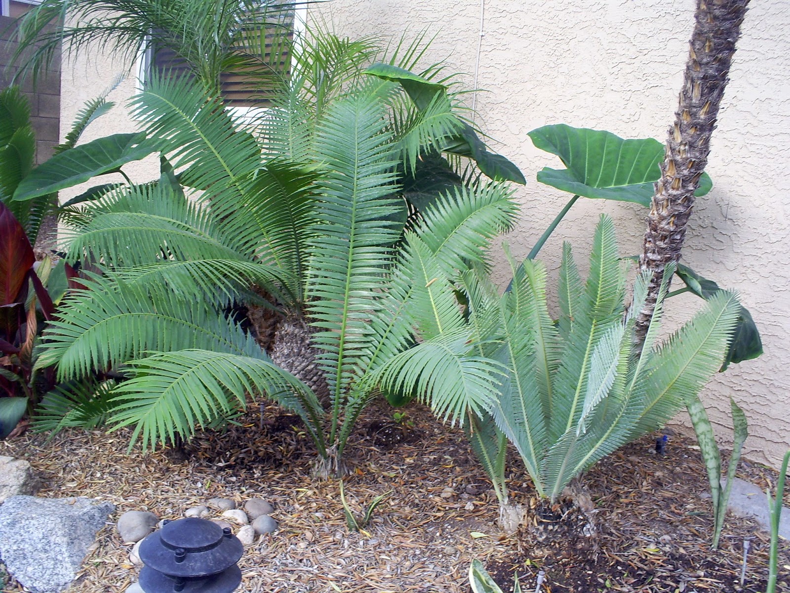 Brad's Tropical Paradise The illusion of ferns in Phoenix, Arizona