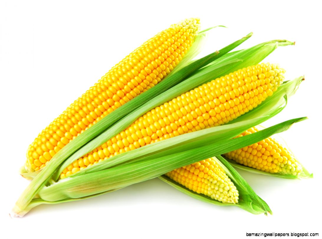 Corn 31195 Fruits and vegetables Harvest season Corn 31195 Fruits and vegetables Harvest season