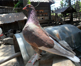 Download 67 Gambar Burung Merpati Qiu Qiu Terbaru Gratis