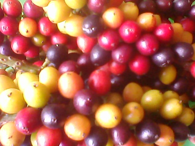 Windarto Suwedi Rujak Buni