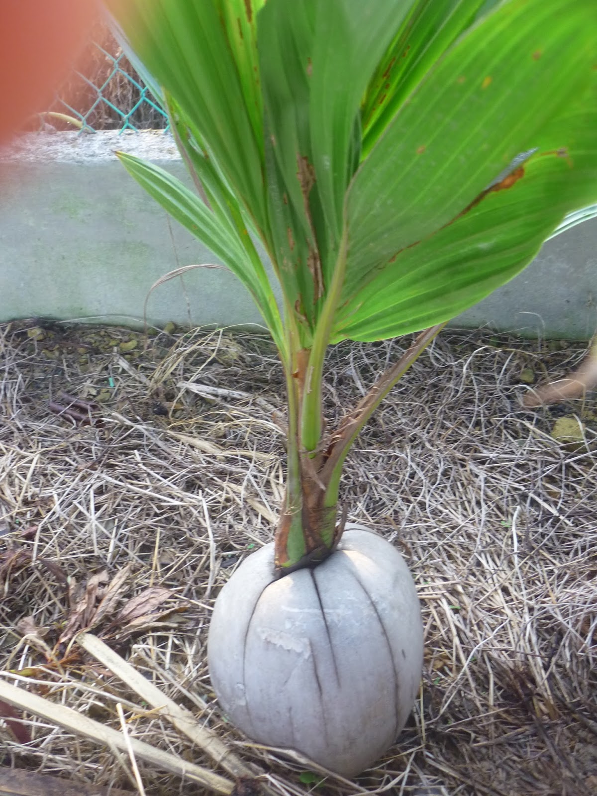 Disini dalam lingkaran ini kelapa cepat berbuah pilih tunas tumbuh