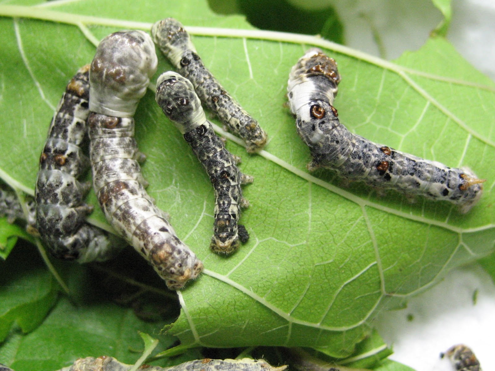 Bombyx mandarina Bombyx mandarina x Bombyx mori 