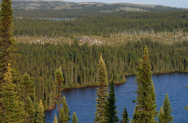 Boreal Forest in North America