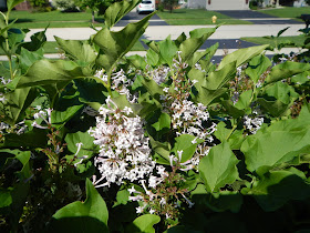 Fleur Cottage Miss Kim