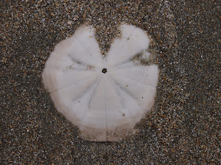 sand dollar at Waiheke Island