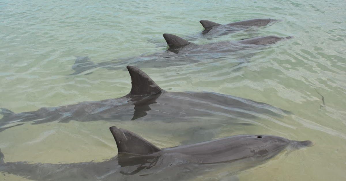 Trip Time Monkey Mia dolphins!!!!