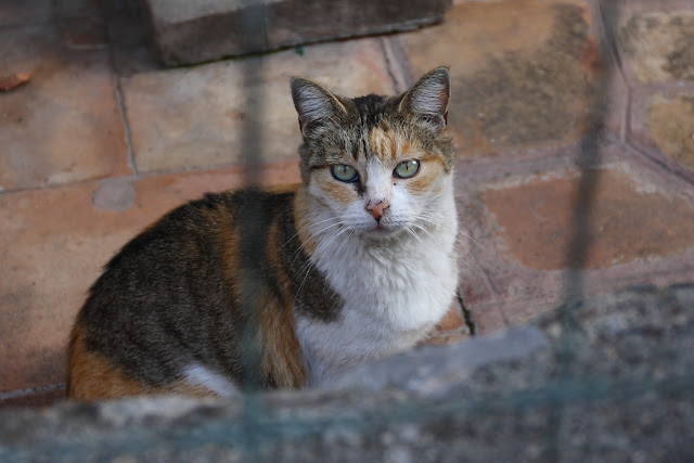 Kat i Siciliensk have