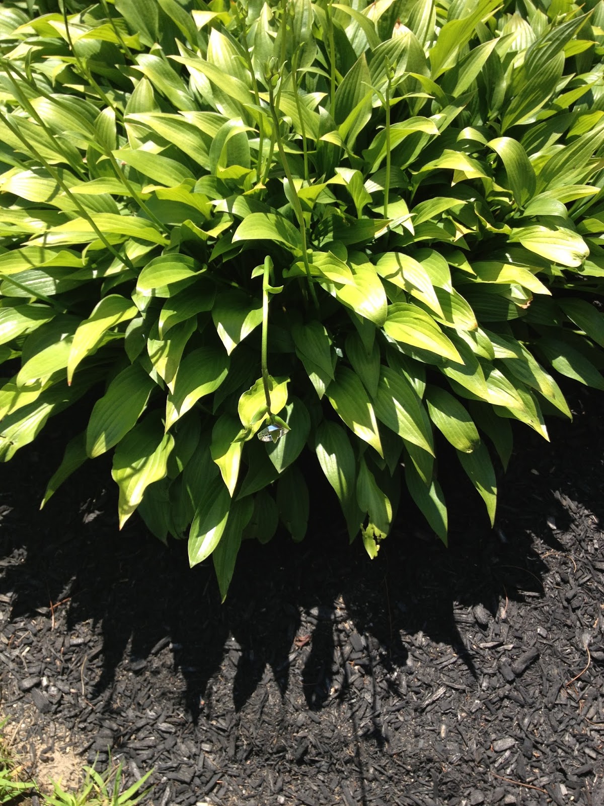 AP Biology Collection Autotroph