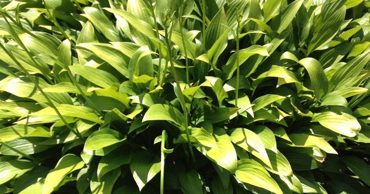 AP Biology Collection Autotroph