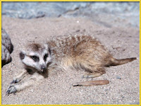 Animals Names Start With M | Animals Name A To Z