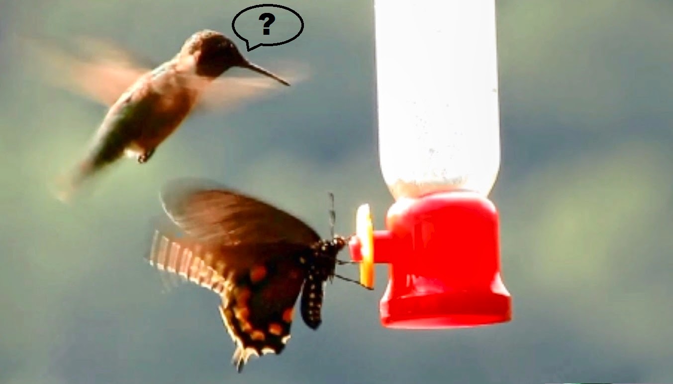 Backyard Birding....and Nature Amazing Swallowtail Butterfly Dominates Hummingbirds At Nectar