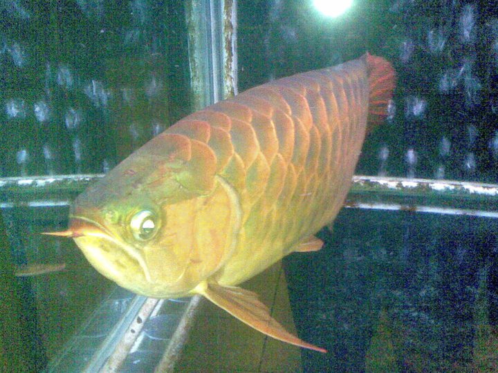 business freshwater aq...