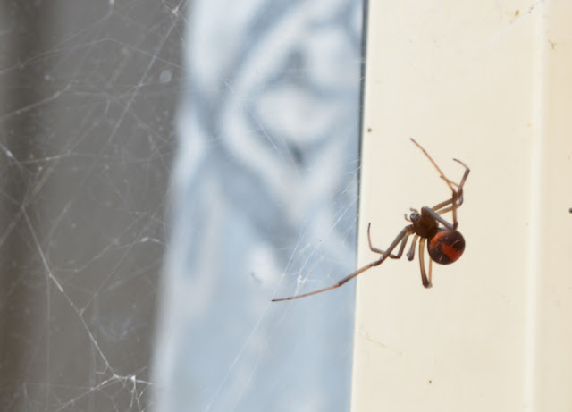 Even closer view of redback spider as it works in its messy web.